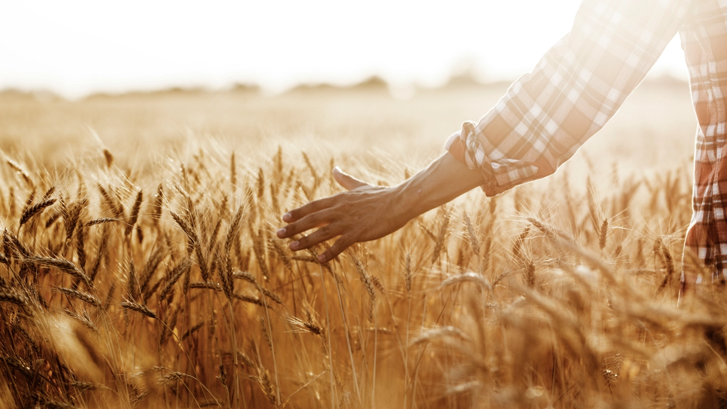 Hands lightly touching sustainainable grain in a field
